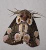 Thyatira batis